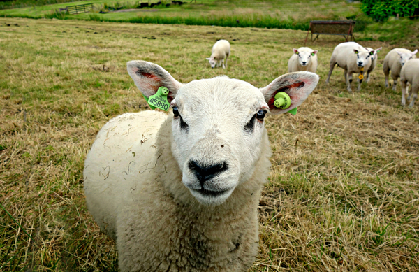 cc0,c1,sheep,animal,farm animal,wool,sheep cheese,shearing,free photos,royalty free