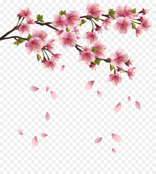flower,branch,cherry blossom,blossom,petal,rose,pink flowers,spring,pink,shrub,plant,flora,floristry,flower arranging,floral design,flowering plant,png