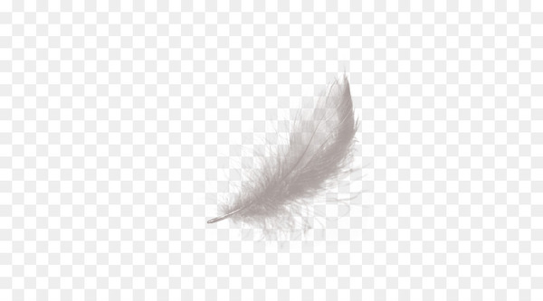 feather,white,black,monochrome photography,wing,monochrome,line,black and white,png