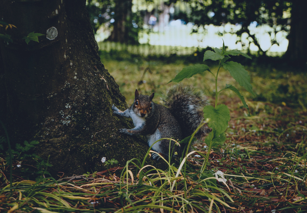 animal,cute,daylight,fall,fur,grass,little,looking,mammal,outdoors,park,plant,rodent,squirrel,tree