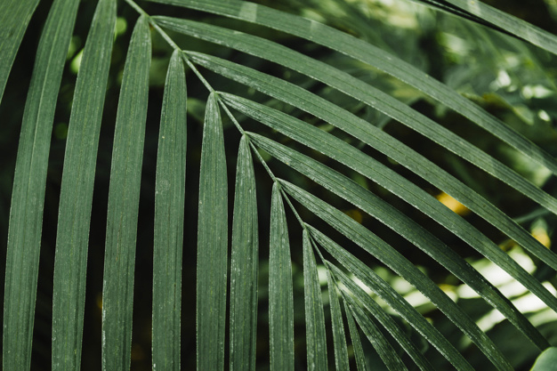 background,pattern,floral,texture,leaf,green,nature,forest,spring,leaves,shape,plant,natural,palm,growth,day,closeup,of