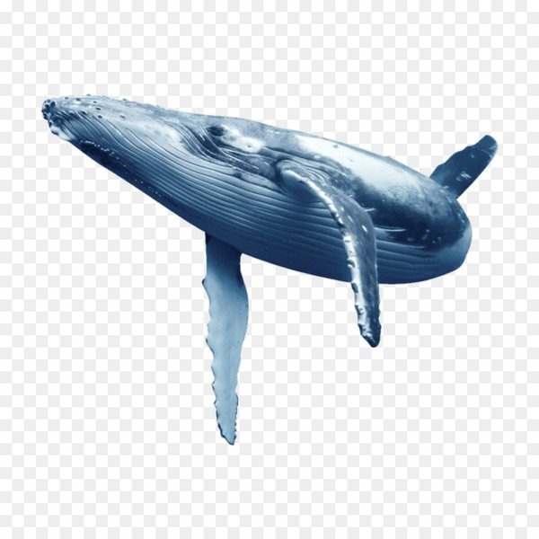 blue whale,dolphin,whales,baleen whale,tucuxi,common bottlenose dolphin,beluga whale,oceanic dolphin,humpback whale,cetaceans,marine mammal,mammal,whales dolphins and porpoises,fin,fish,marine biology,whale,organism,png