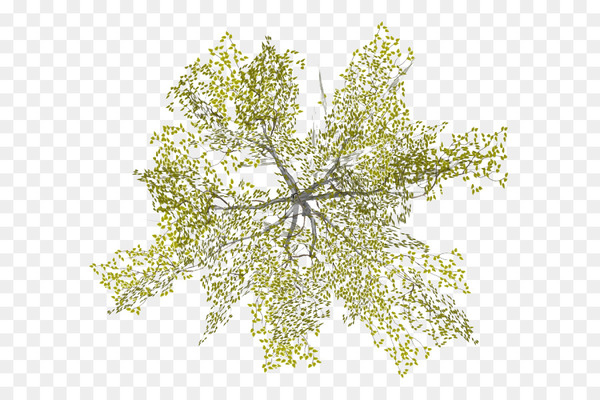 tree,architecture,plant,android,dwg,drawing,texture mapping,flora,leaf,branch,plant stem,line,twig,flowering plant,png