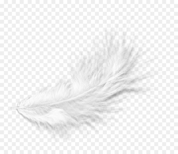 white,feather,black,monochrome photography,material,line,wing,monochrome,black and white,png