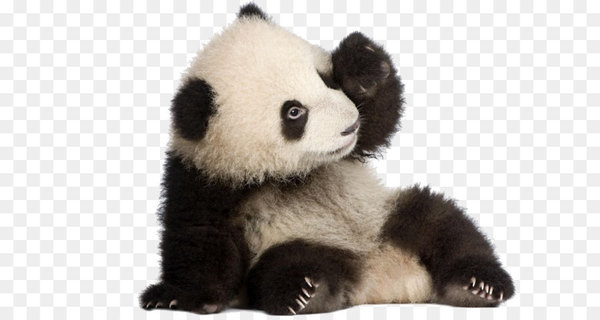 giant panda,stock photography,royaltyfree,photography,endangered species,panda kopanda,bear,ailuropoda,carnivoran,stuffed toy,terrestrial animal,snout,fur,fauna,plush,png