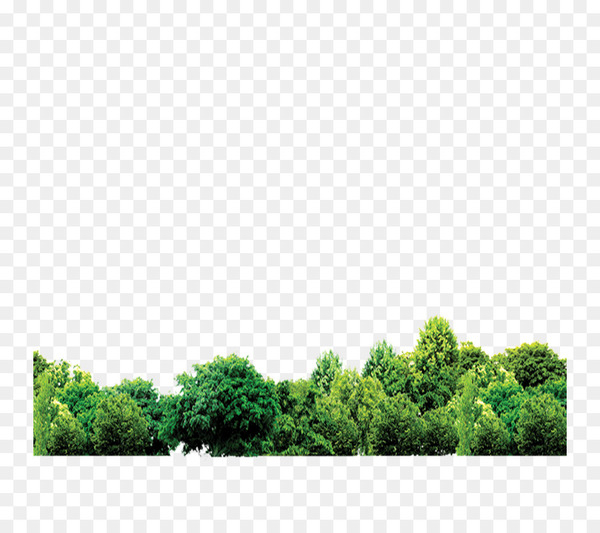 forest,download,mangrove,lawn,jpeg network graphics,woodland,grass,square,tree,daytime,green,sky,png