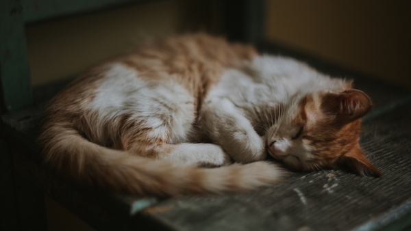 brown,cat,asleep,white,curled,wood,bed,old,pet,kitten,animals