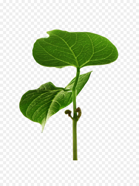 leaf,plant stem,tree,herb,plants,flower,plant,green,flowering plant,piper auritum,annual plant,anthurium,png