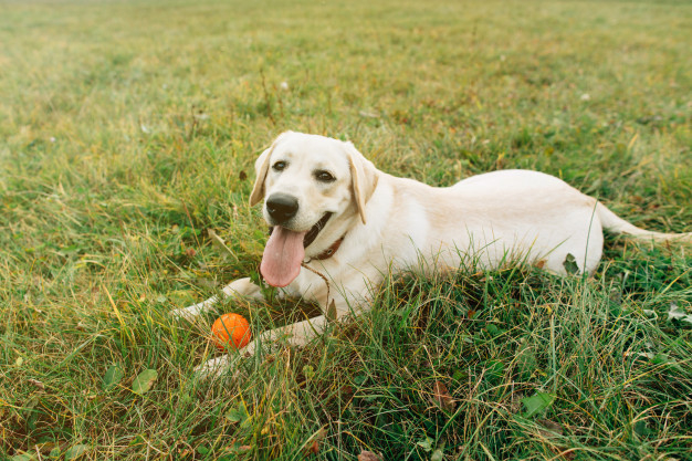summer,green,dog,animal,cute,grass,spring,orange,yellow,park,ball,sunset,young,cute animals,flare,solar,happiness,beautiful,portrait,puppy
