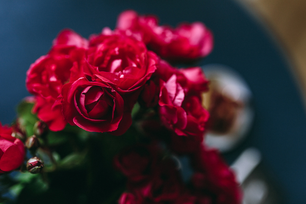female,flowers,roses,red roses,lovely,cute,bucket