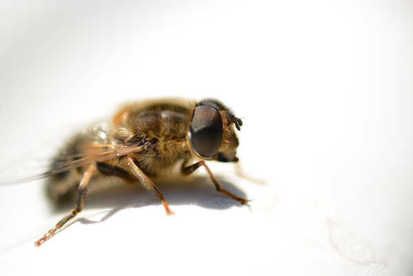 cc0,c1,hover fly,close,animal,fly,free photos,royalty free
