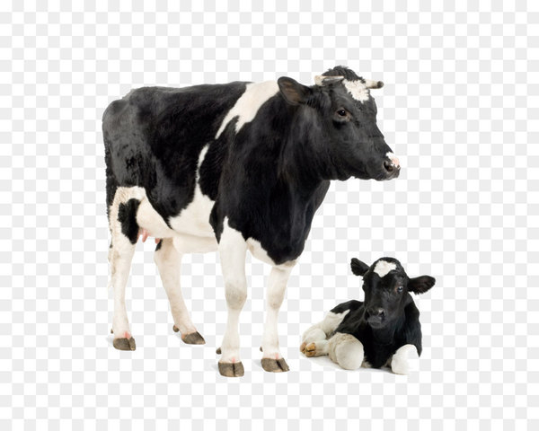 holstein friesian cattle,white park cattle,jersey cattle,normande,calf,dairy cattle,dairy farming,livestock,stock photography,cowcalf operation,cattle feeding,farm,cattle,cow goat family,dairy,cattle like mammal,dairy cow,png