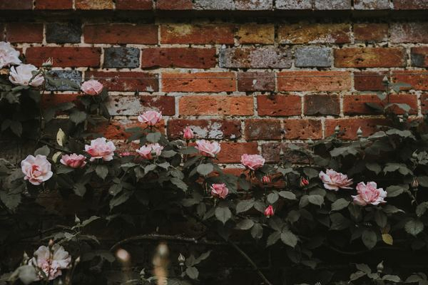 pscyhe,botanical,plant,nature,flower,plant,coffee,cup,drink,wall,brick,rose,plant,floral,flower,garden,dark,green,pink,closeup,nature,public domain images