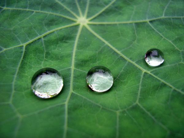 leaf,drop of water,nature,plant,three,foliage,folha,gota de Ãgua,natureza,vegetal,trÃŠs,folhagem