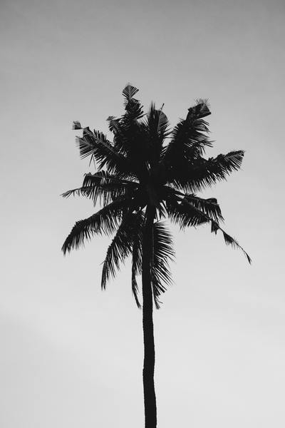 coconut,tree,cloudy,summer,nature,palm tree,gray sky,green,plant