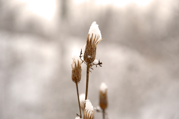 cc0,c1,bud,winter,frost,plant,snow,nature,brown,coldly,siberia,free photos,royalty free