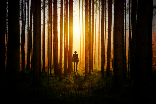 android wallpaper,art,backlit,dark,dawn,evening,fall,fog,forest,landscape,light,man,mystery,outdoors,people,shadow,silhouette,sun,sunset,travel,tree,wood,Free Stock Photo