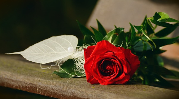beautiful,bloom,blooming,blossom,bouquet,close-up,flora,flower,gift,red,Red Rose,romance,romantic,rose,Free Stock Photo