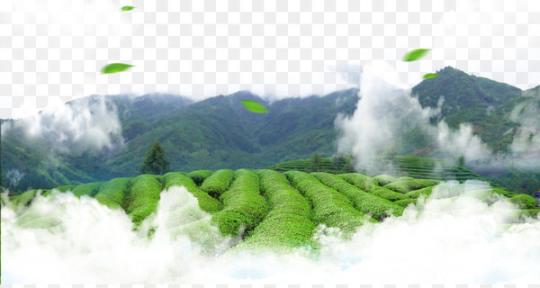 tea,green tea,leaf,tea culture,tea garden,encapsulated postscript,green,chinese tea,vecteur,tea room,hill station,energy,sky,tree,water resources,computer wallpaper,grass,landscape,png