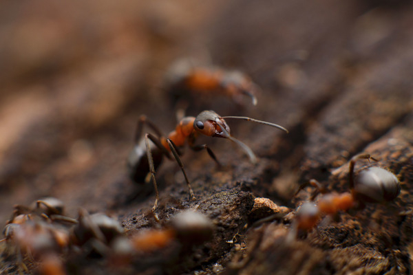 ant,insect,macro,close up,soil