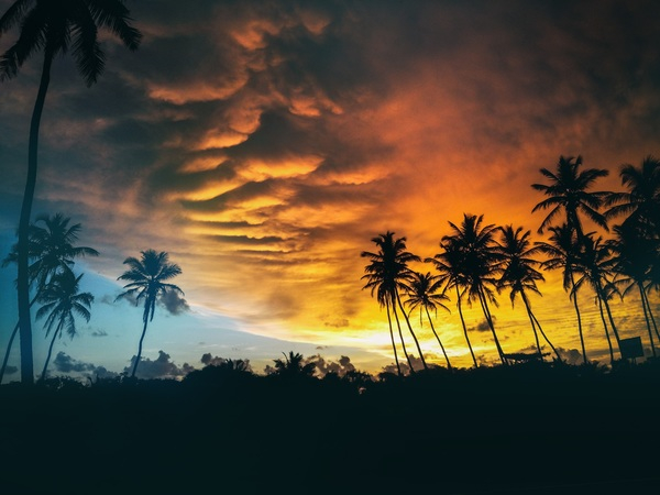 clouds,dusk,nature,outdoors,palm trees,silhouette,sky,sunrise,sunset,trees,Free Stock Photo
