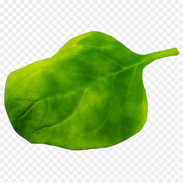 leaf,green,plant,flower,tree,spinach,alismatales,arum family,herb,pear,png