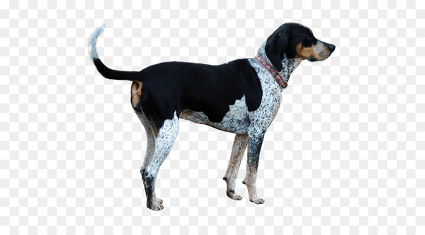 treeing walker coonhound,english foxhound,american foxhound,black and tan coonhound,harrier,american english coonhound,finnish hound,schweizer laufhund,hamilton hound,dog breed,hunting dog,hound,scent hound,dog,mammal,vertebrate,canidae,carnivore,bluetick coonhound,coonhound,english coonhound,rare breed dog,grand bleu de gascogne,halden hound,png