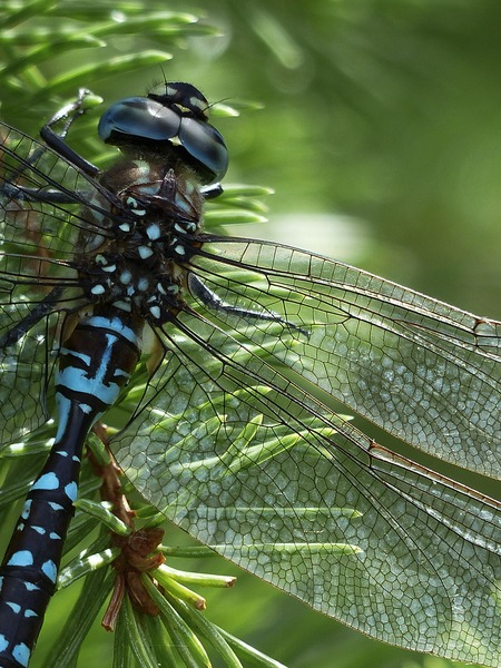 royalty free images,macro,insect,dragonfly,close-up