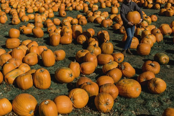  fall,orange,harvest,pumpkin, pumpkin patch