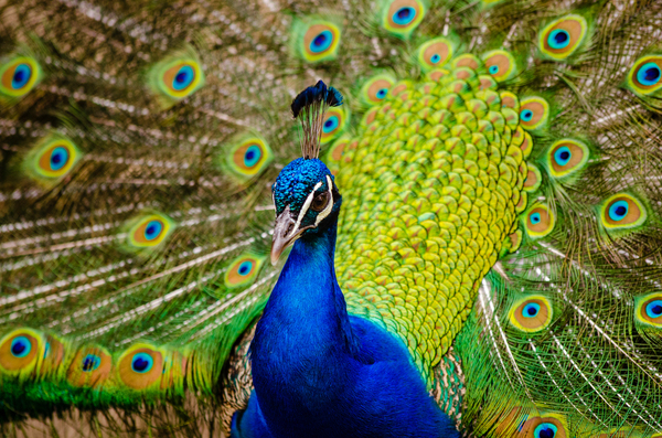 animal,bird,feathers,pattern,peacock,peafowl,tail,wildlife,Free Stock Photo