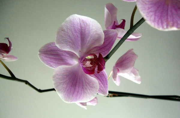 orchid,orchids,flower,flowers,butterfly,butterflies,purple,pink,white,nature