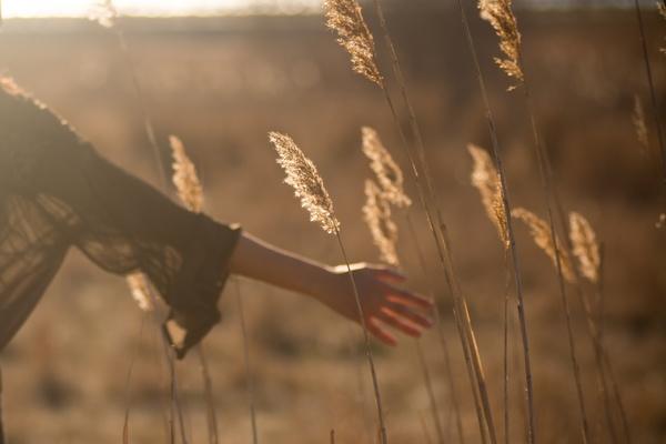 field,grass,yield,sunny,sunset,people,woman,hands
