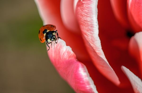 butterfly,flower,insect,wildlife,animal,bird,tiny,green,wallpaper,ladybug,flower,petal,closeup,insect,bug,red,spotted,macro,bokeh,pink,little