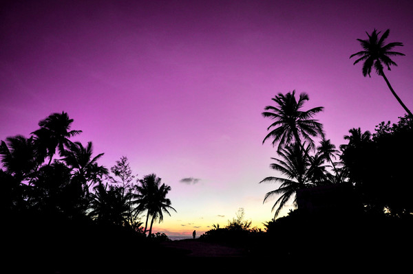 backlit,beach,dawn,dusk,evening,evening sky,exotic,holiday,idyllic,island,landscape,love,maldives,nature,outdoors,palm trees,paradise,relaxation,resort,romantic,silhouette,summer,sunset,surf,travel,trees,tropical,vacation,Free Stock Photo