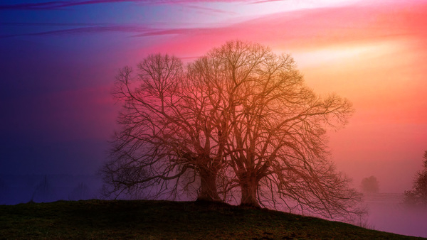 tree,sunset,light,fog,foggy,silhouette,sunrise,red