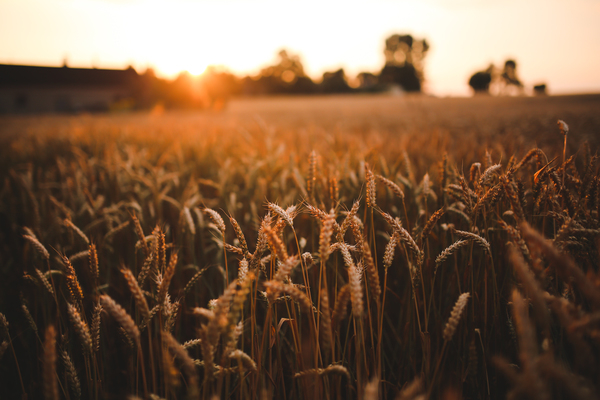 agriculture,field,grain,harvest,rye,sunrise,sunset,wheat,Free Stock Photo