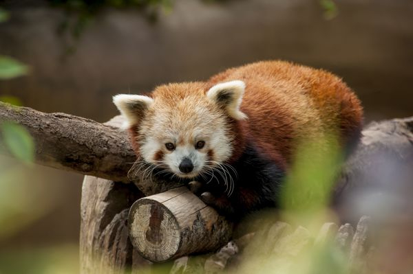 nature,clothes,suits,plastic,hanging,shipping,commerce,sales,lesser panda,mammal
