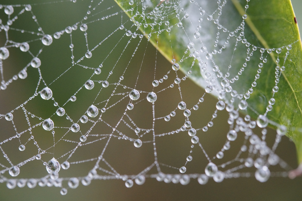 cc0,c1,dewdrop,drip,drop of water,cobweb,network,lined,lined up,filigree,transient,tender,fine,autumn,droplets,water droplets,moist,fog,moisture,irregular,close,free photos,royalty free