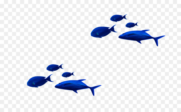 blue,tropical fish,dolphin,navy blue,fish,google images,electric blue,cobalt blue,computer wallpaper,line,wing,png