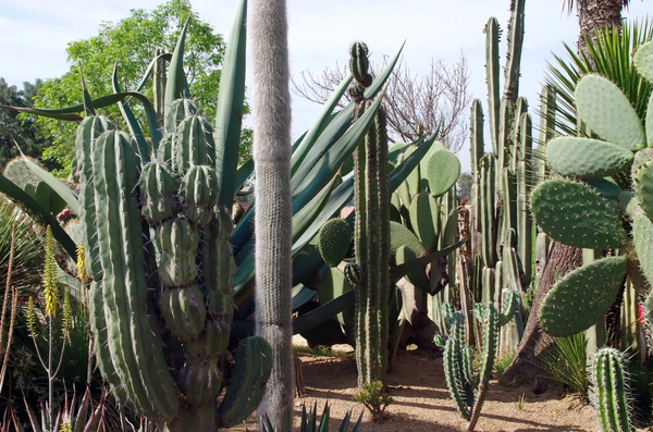 cc0,c1,mexico,cacti,cactus,spice,plant,thorns,botany,free photos,royalty free