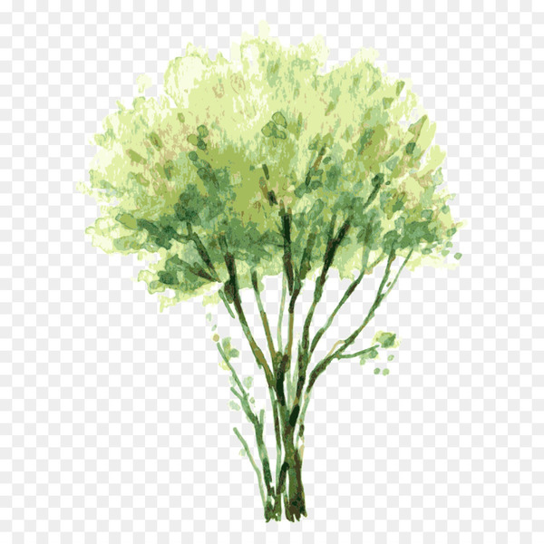 watercolor painting,tree,shrub,drawing,plant,royaltyfree,green,art,color,leaf,grass,flower,png