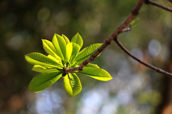 Free: Spring, Leaf Bud, Vietnam, Sala, Nature, Plant, Leaf 