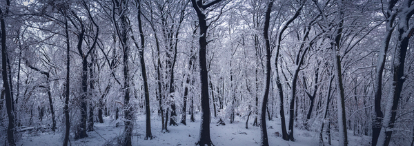 snow,forest,winter,cold,woods,ice,panoramic,trees
