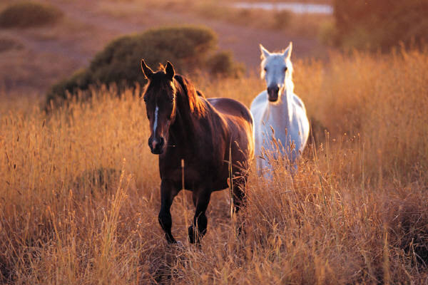 white,brown,horse,horses,pony,ponies,equestrian,mane,animal,animals,mammal,mammals