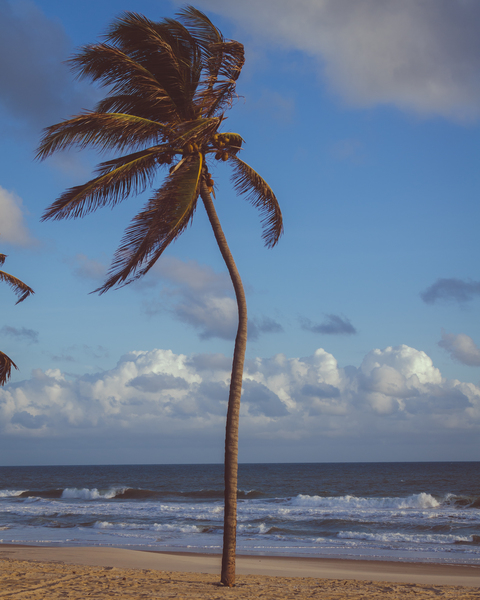 beach,blue sky,clouds,coconut,coconut tree,coconut trees,exotic,horizon,idyllic,island,leisure,nature,ocean,palm,palm tree,recreation,relaxation,sand,sea,seascape,seashore,shore,sky,summer,sun,tree,trees,tropical,vacation,water,waves,Free Stock Photo