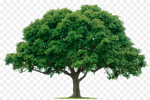 tree,pruning,tree planting,arborist,nursery,seed,fruit tree,seed tree,landscaping,shrub,arbor day,davey tree expert company,sorbus domestica,company,plant,leaf,houseplant,woody plant,branch,grass,png