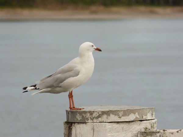 cc0,c1,seagull,sea,gull,bird,wildlife,seabird,water,nature,gulls,free photos,royalty free