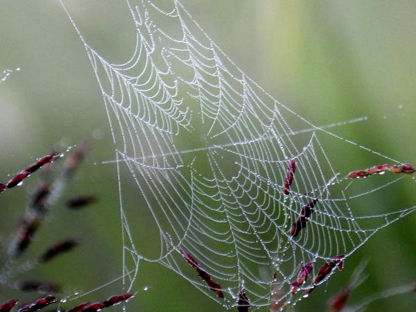web,spider,dew,dewdrops,water,drops,drop,dewdrop,field,pasture,grass,seed heads,intricate,complex,amazing,nature