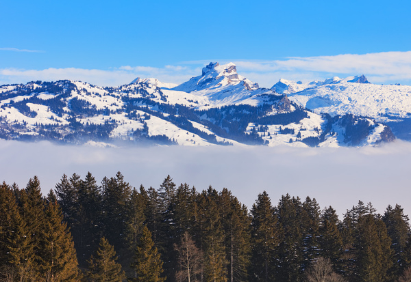 Switzerland,Schwyz,winter,wintertime,view,landscape,tree,spruce,snow,cloud,fog,white,Fronalpstock,Alps,Swiss Alps,summit,peak,mountain,nature,sky,blue,Swiss,Europe,European