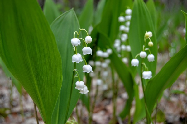white,green,spring,leaf,forest,nature,flower,plant,valley,blossom,bell,garden,lily,bloom,lily-of-the-valley,wild,season,may,flora,floral,blooming,beautiful,aroma,lilly,botany,color,botanical,mayflower,natural,fresh,wildflower,outdoor,smell,grass,park